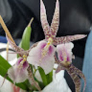 Meet your Posher, Anastasia